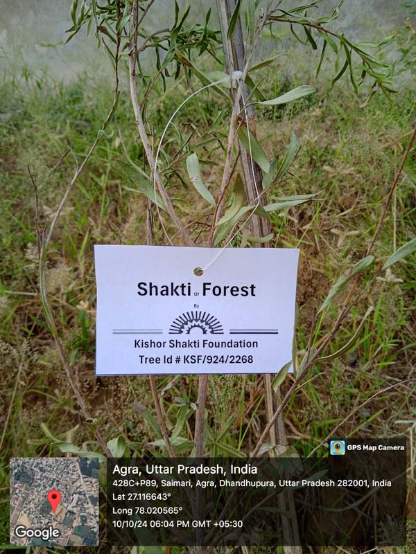 kishor exports's tree